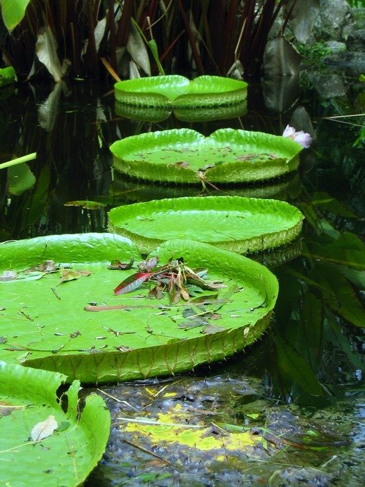 lily leaves on the pond