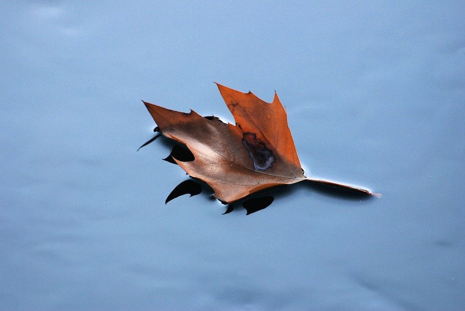 floating leaf in autumn