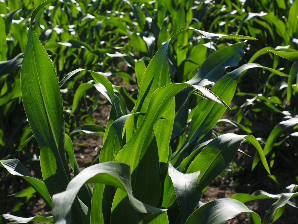 corn cultivation