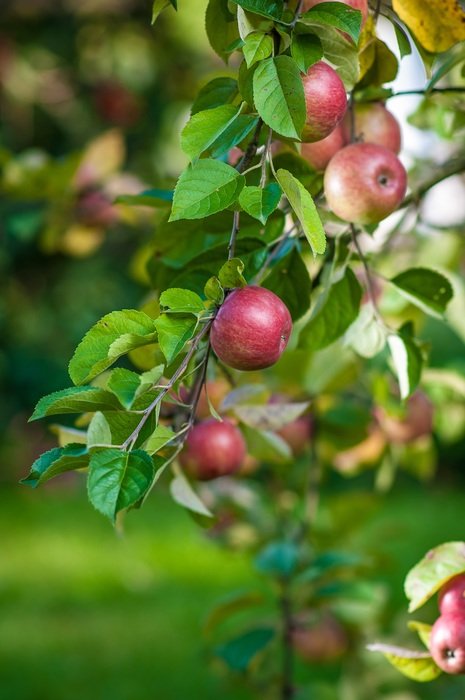 branch with apples in the orchard