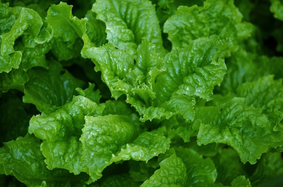 organic green salad