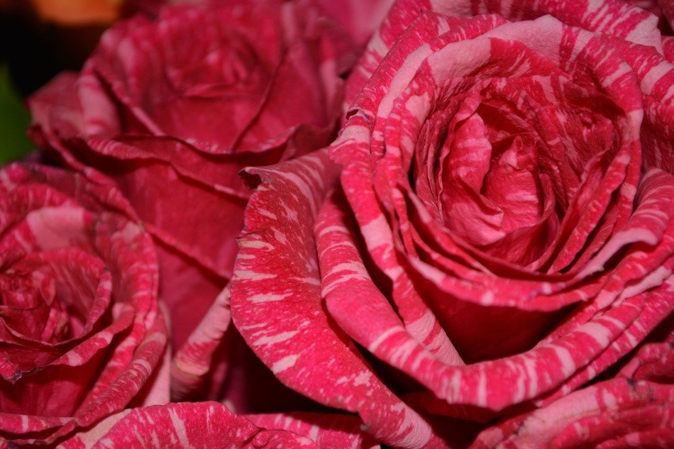 unusual roses buds