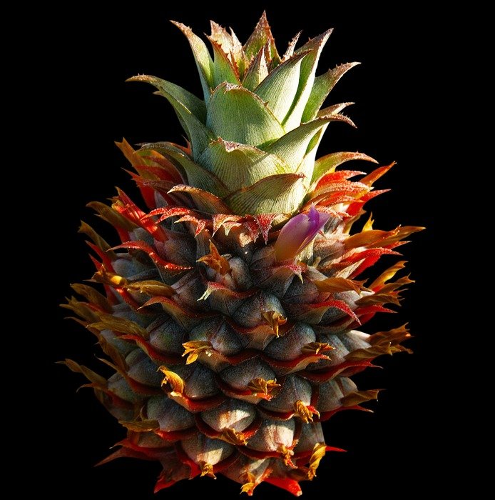 little pineapple
