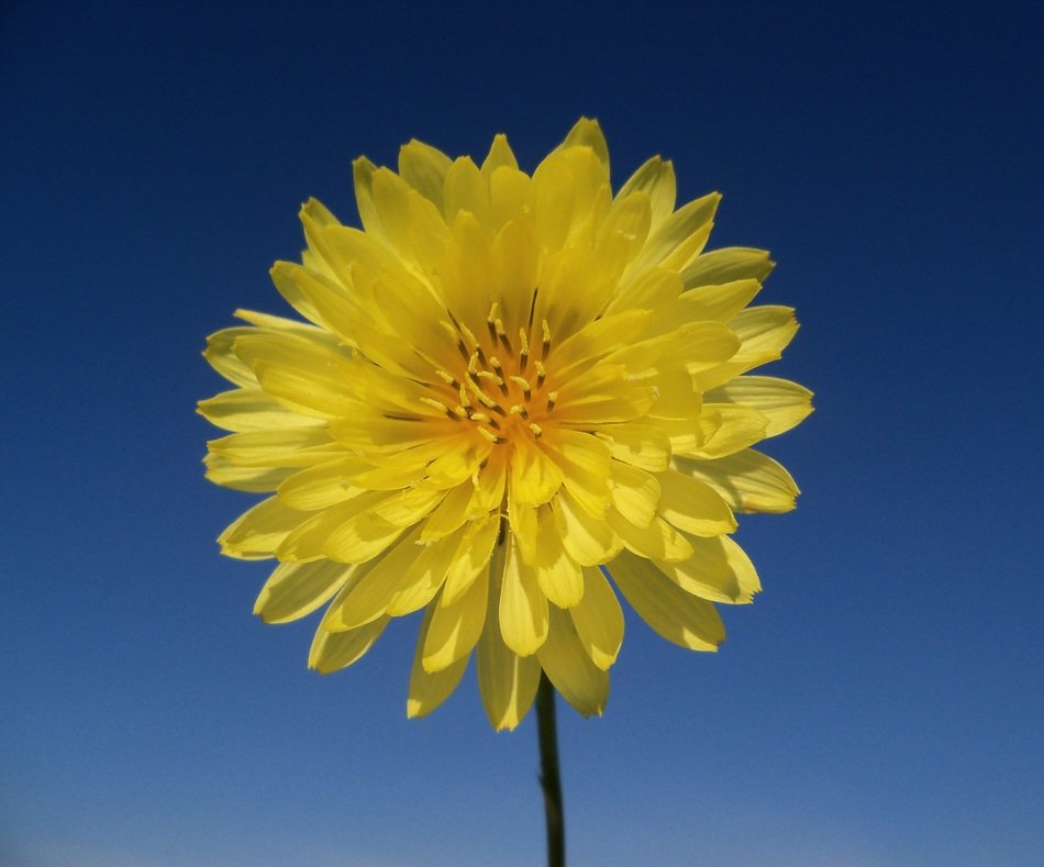yellow flower on a blue background