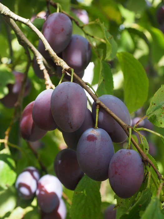soft berries of a plum tree