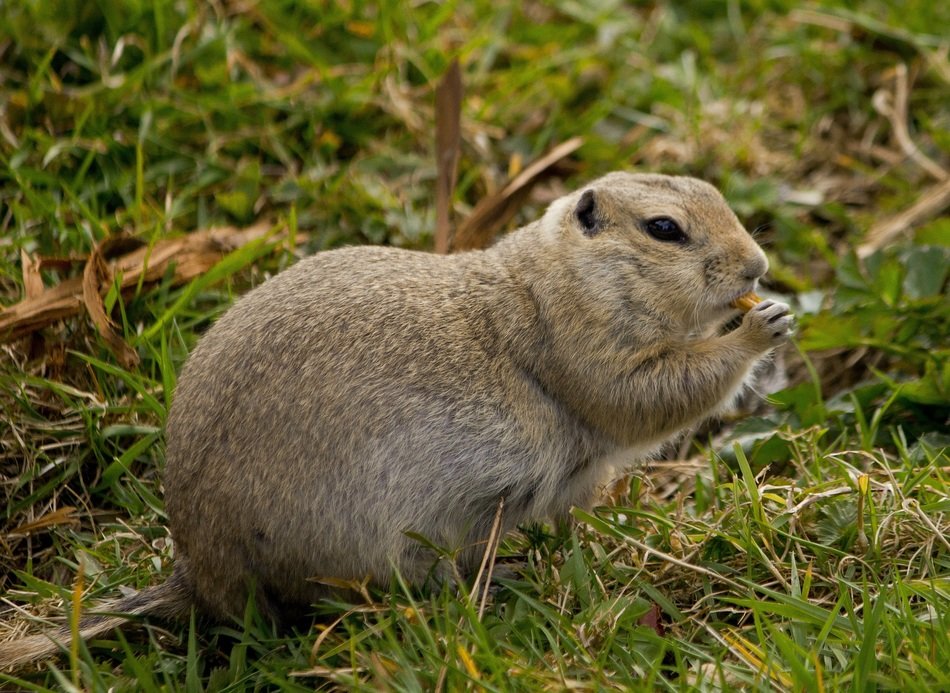 puffy ground squirrel on green grass