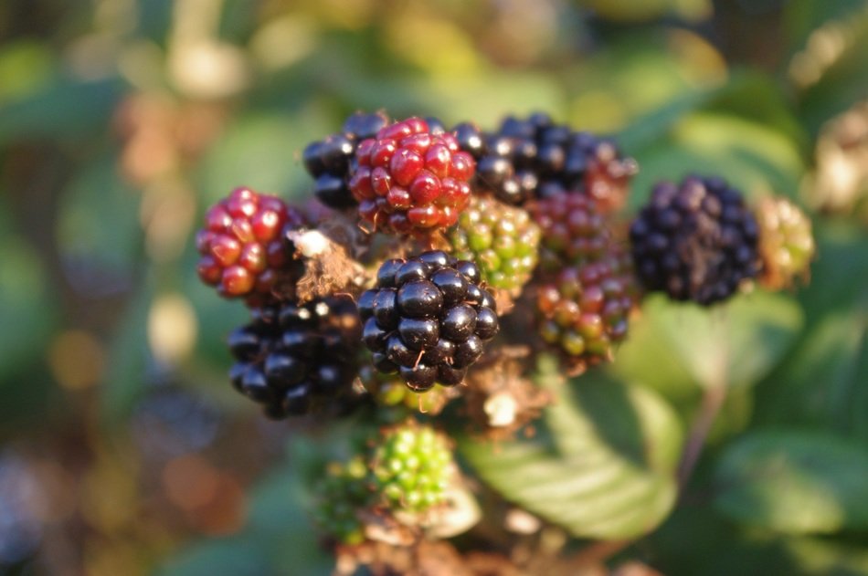 blackberries on a stem in autumn