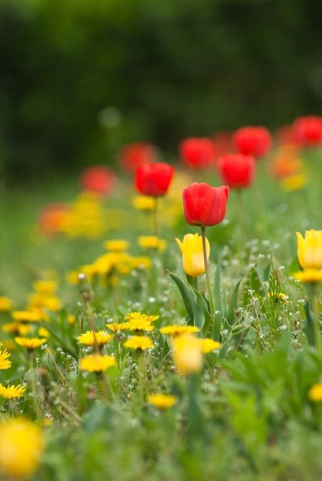 red tulips among wildflowers