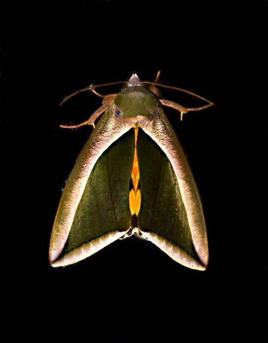 green brown insect on black background