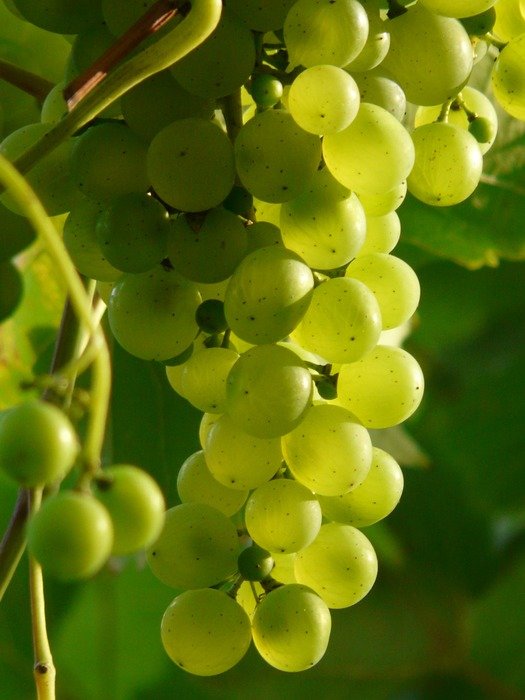 bunches of green grapes in the rays of the bright sun