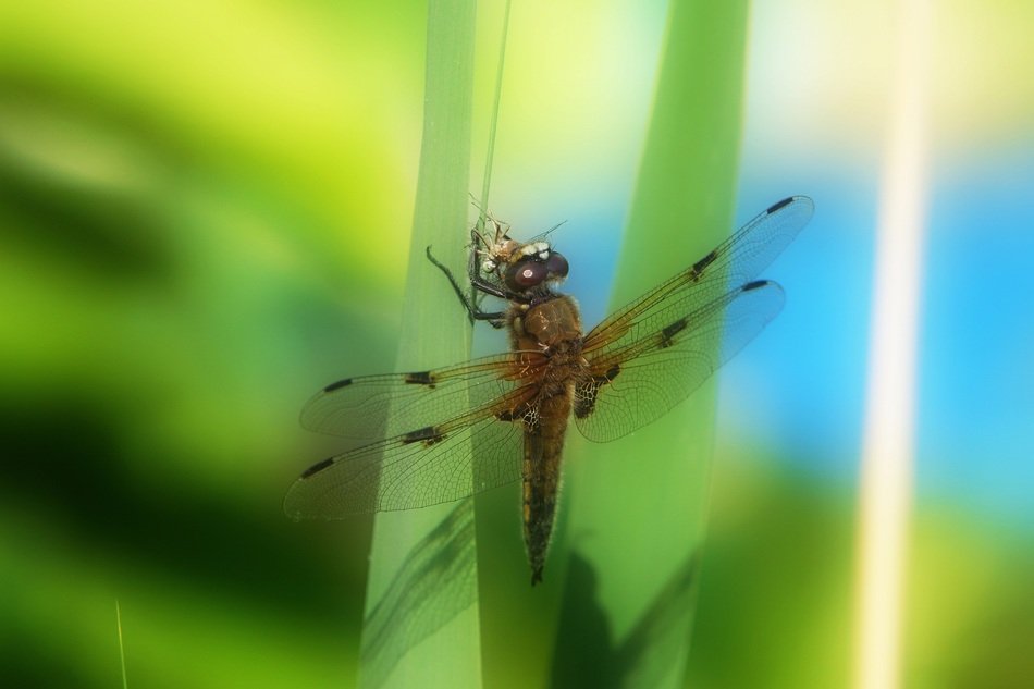 Picture of dragonfly on a plant