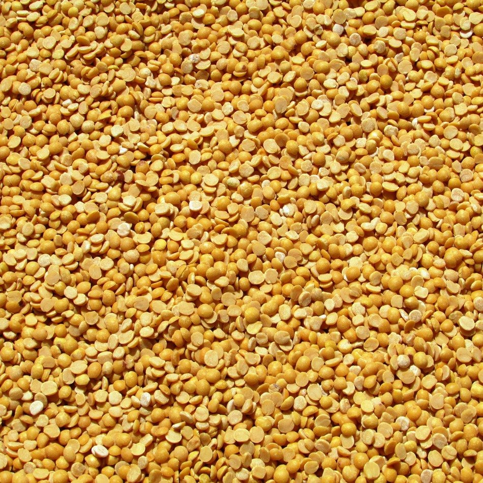 yellow pea harvest