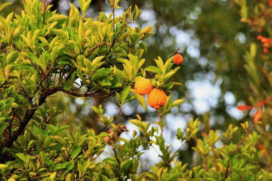 yellow lemons ripen on the tree