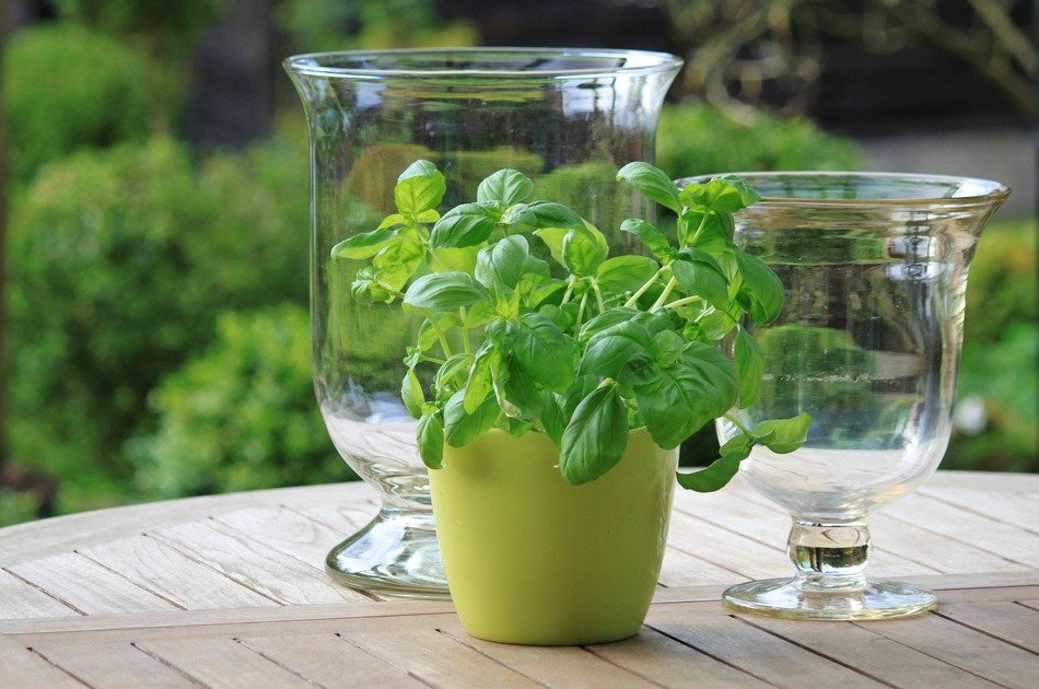 green basil in a cup