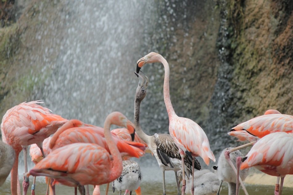 pink flamingos near the waterfall