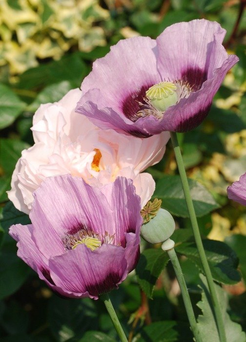 purple poppies in the garden