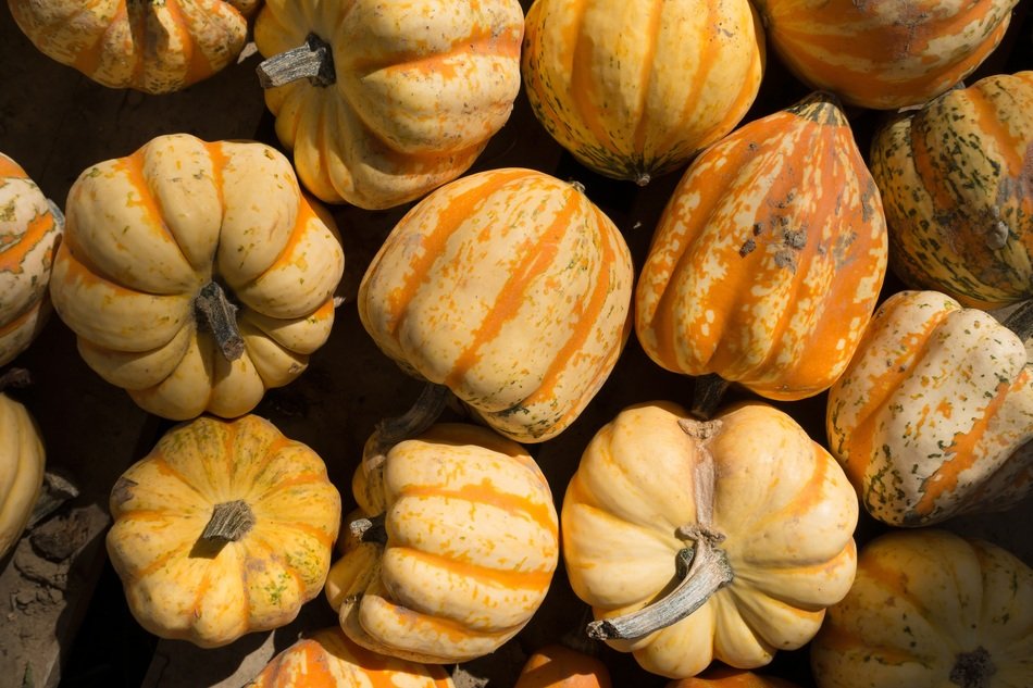 wide assortment of decorative squashes