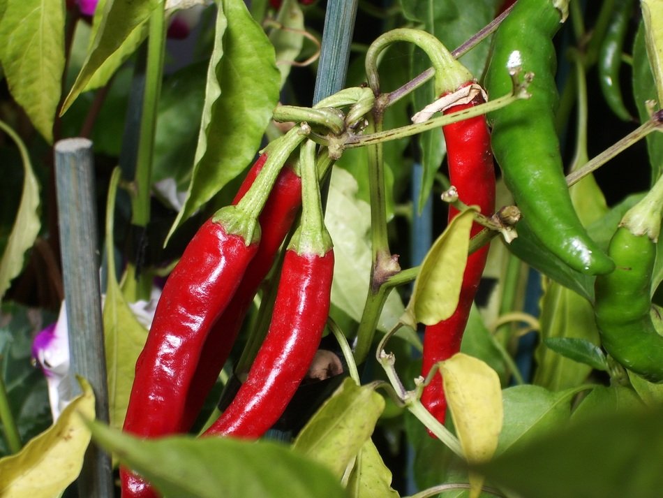 Spicy chilli plants in a garden