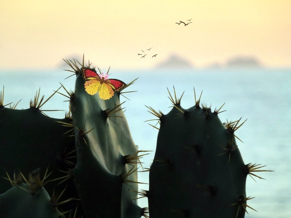 small butterfly on cactus in view of sea