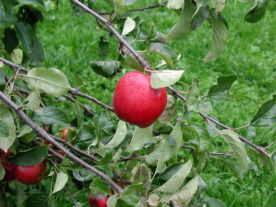 Tree with ripe apple on it