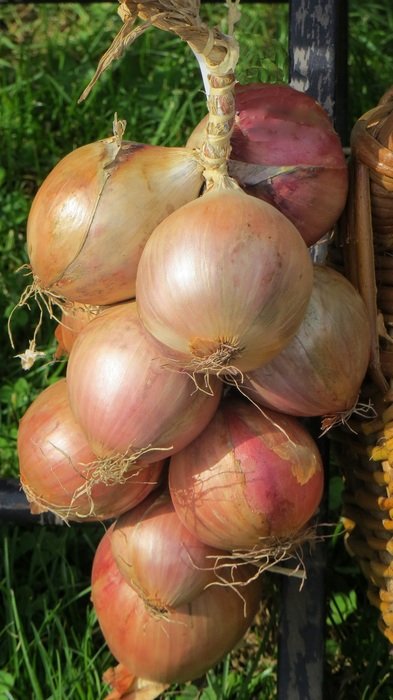 related organic bulbs