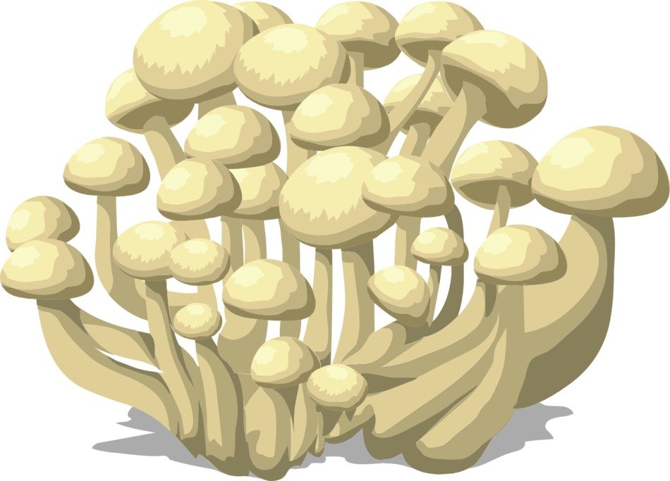 drawing of white mushrooms