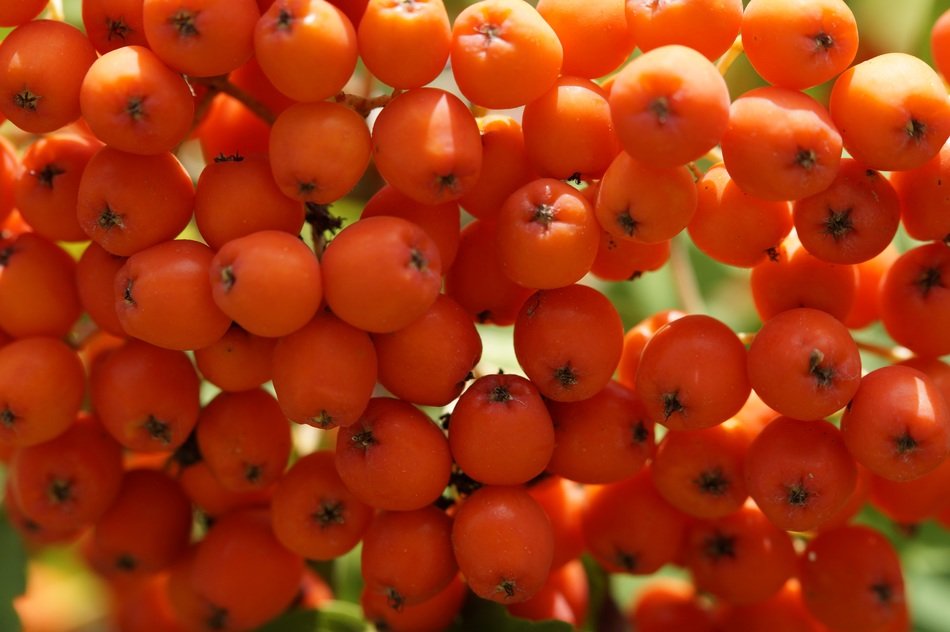 orange ashberries macro