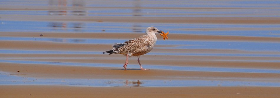 gull with starfish