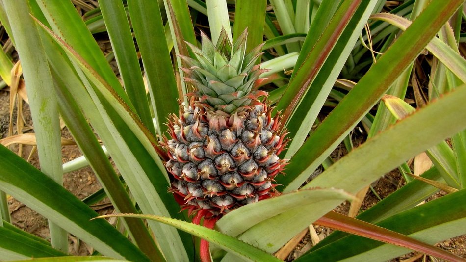 growing tropical pineapple