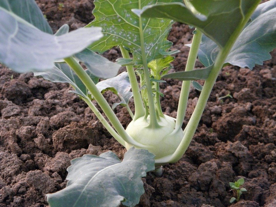 kohlrabi fruit grows in the ground