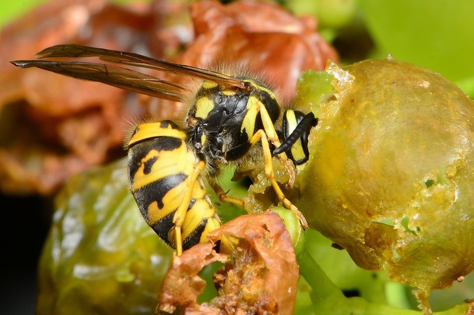 wasp eats grapes