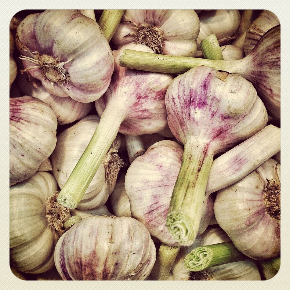 tasty garlic food