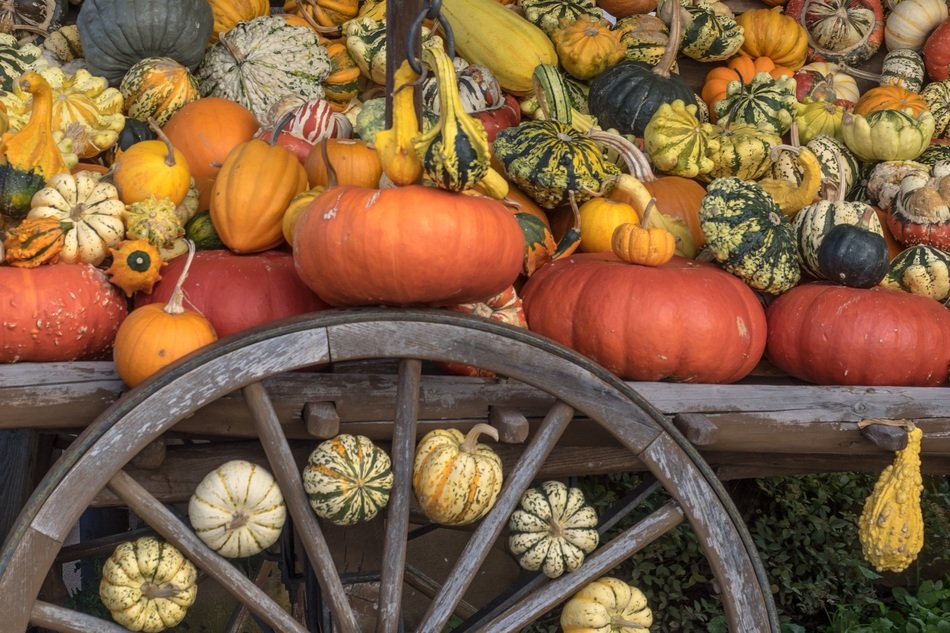 colorful pumpkins on the cart