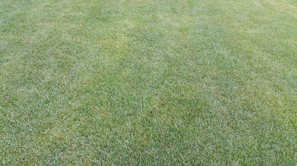 Grass in Prato