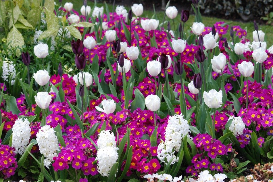 tulips and perennial flowers in the flowerbed