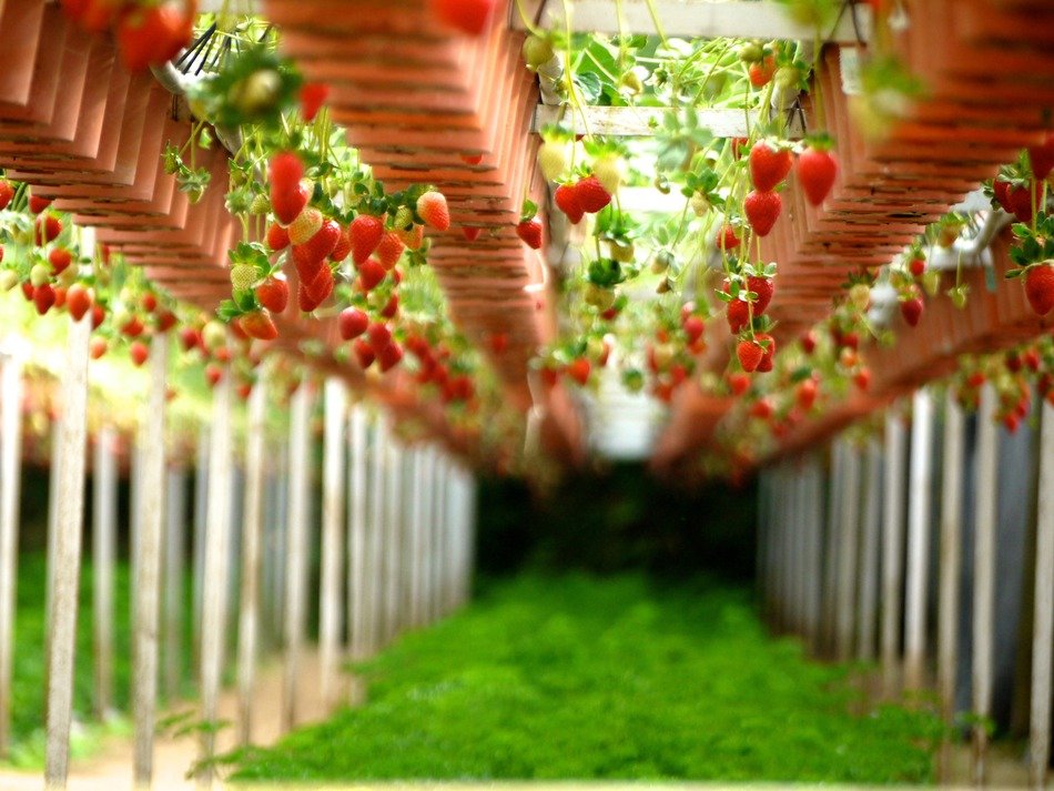 strawberry garden cultivation