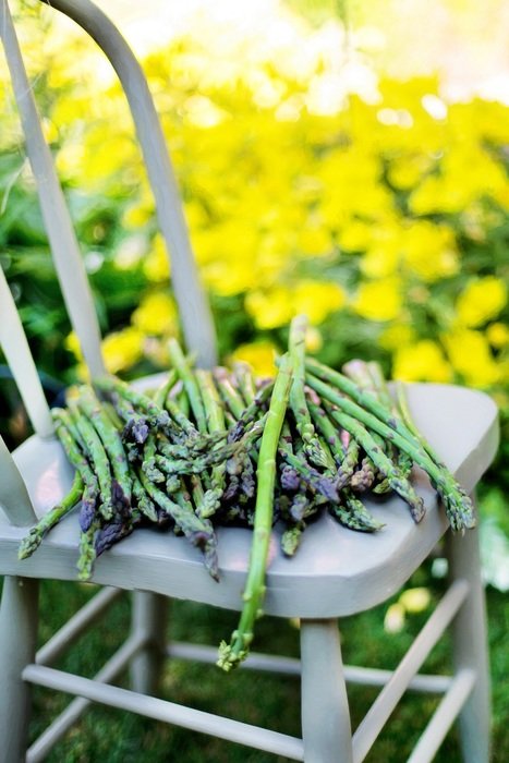 asparagus plants in summer
