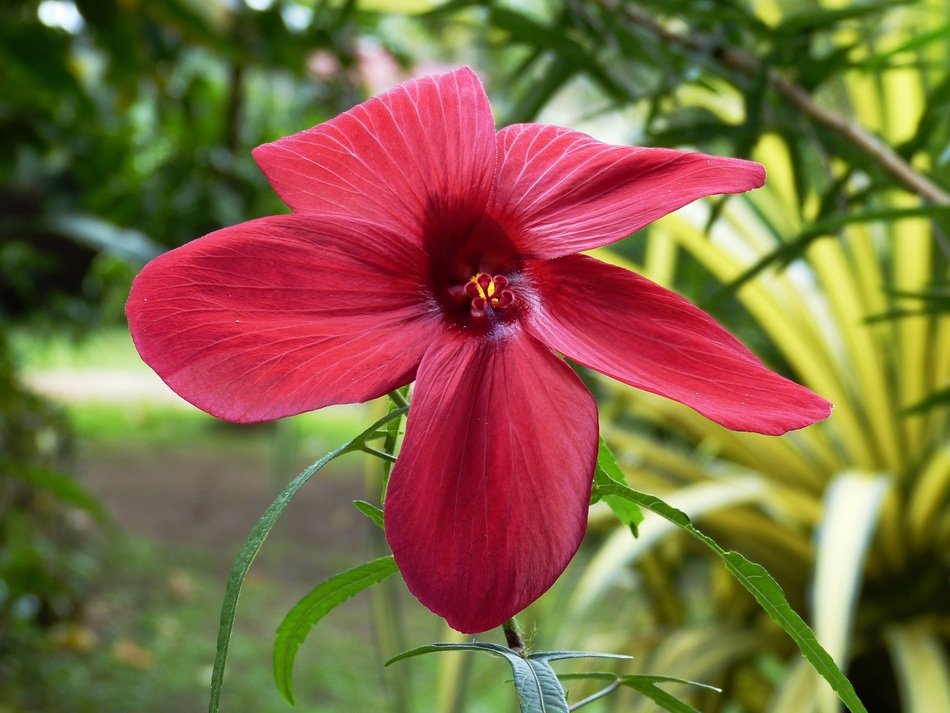 flower red tropics