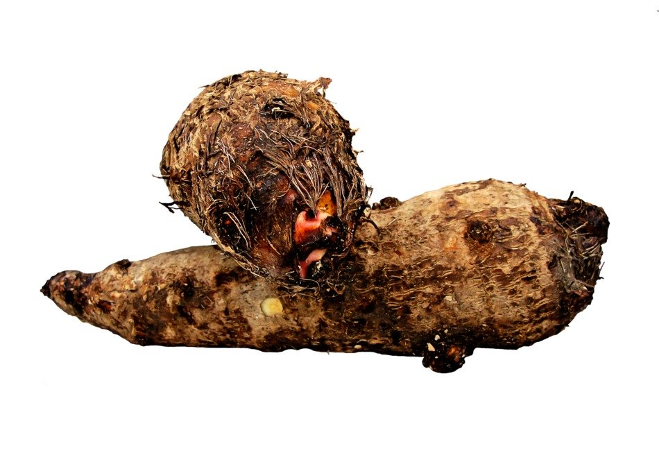 dried up colossus esculenta