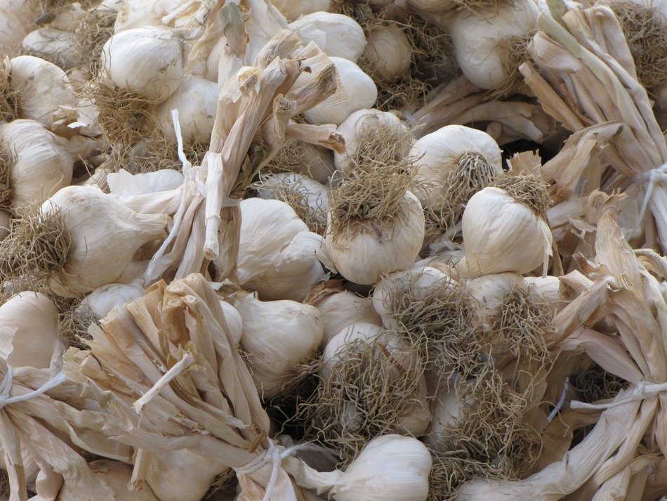 pile of garlic in the bag
