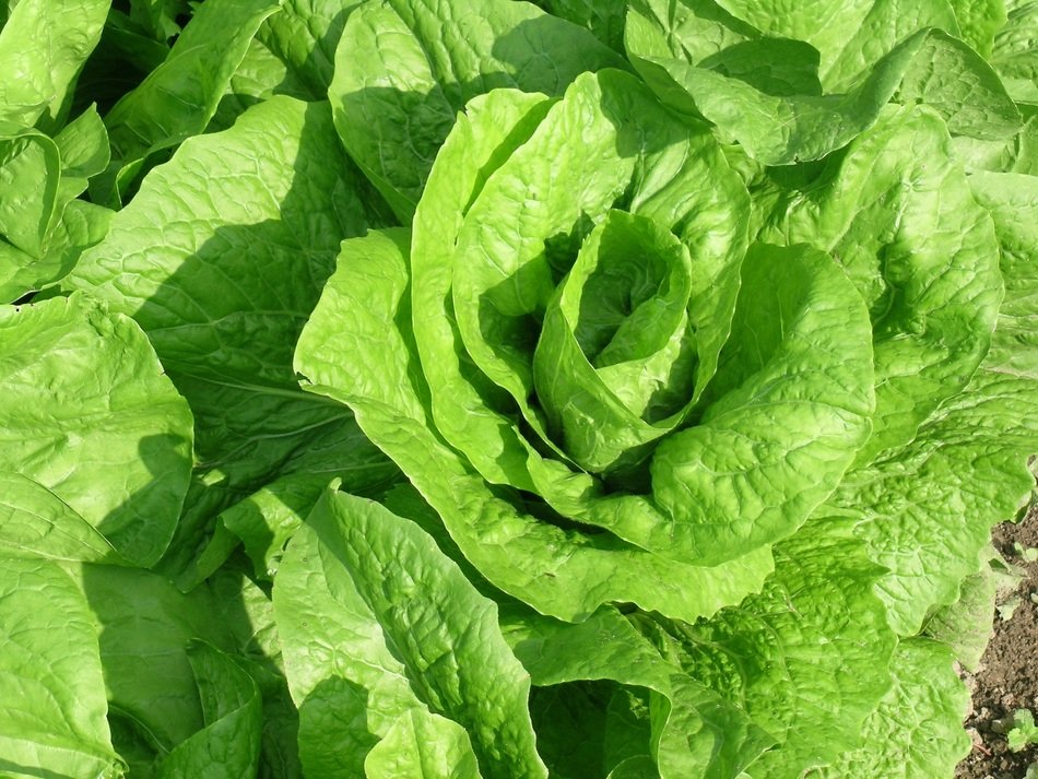fresh salad in the garden