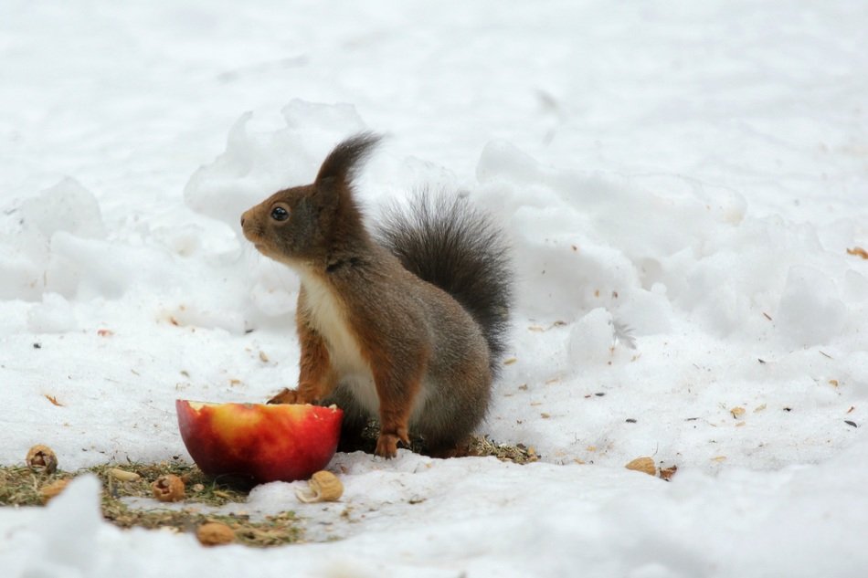 cute squirrel eats an apple in the snow