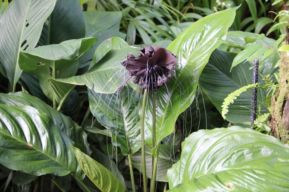 flower plant in the garden