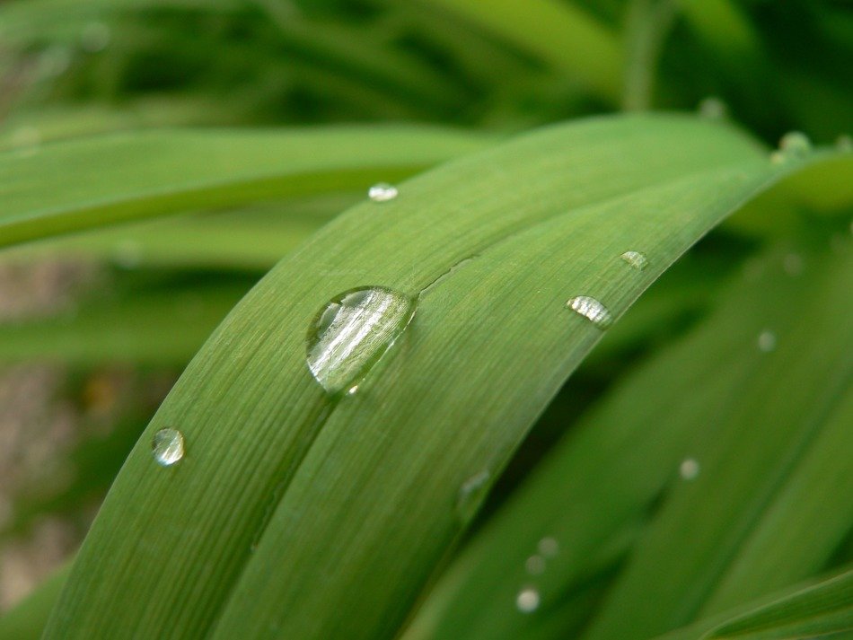 vegetal water drop