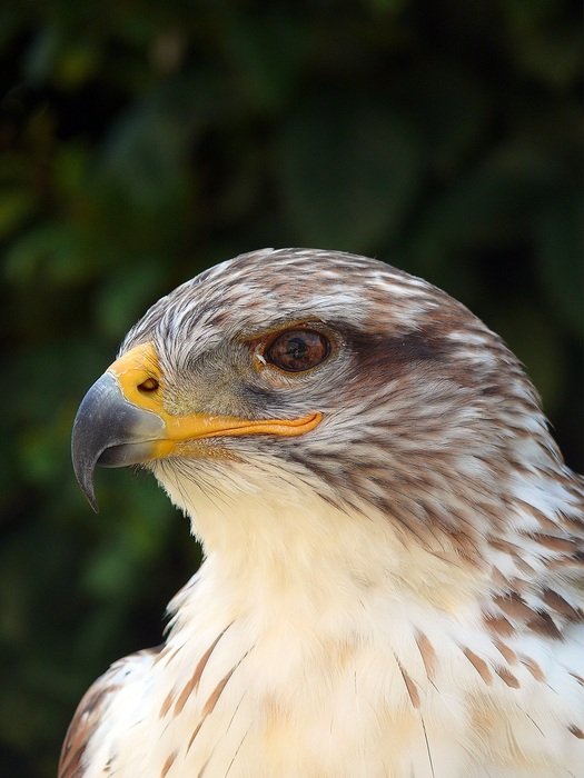 falcon's head with orange beak