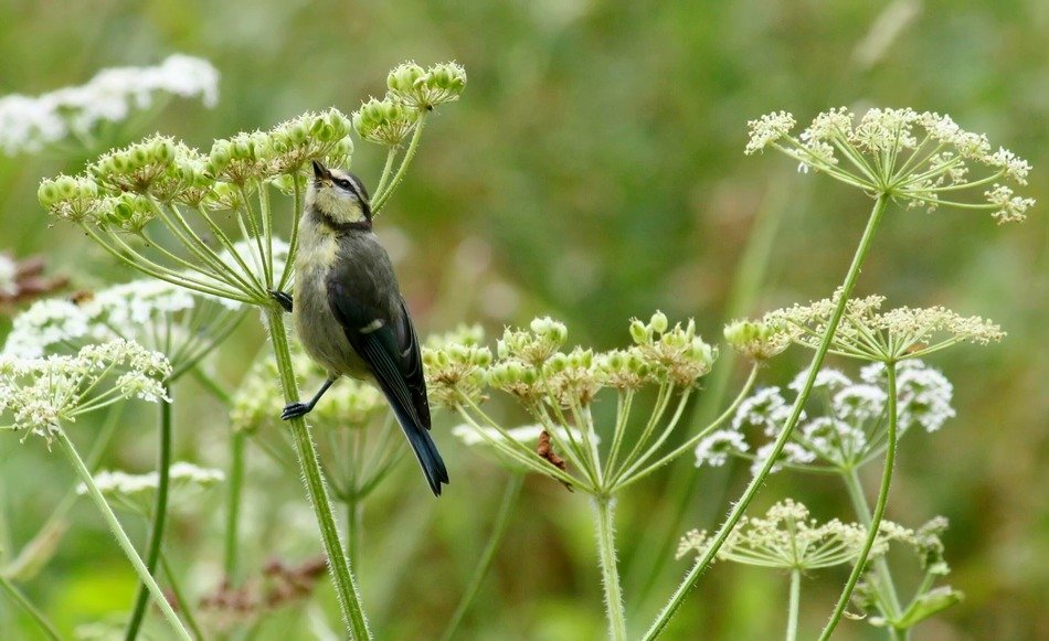 bird on the plant