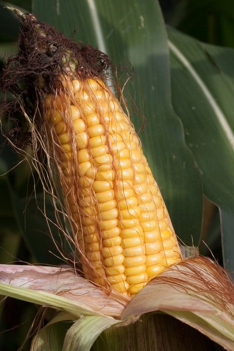 golden corn on the cob