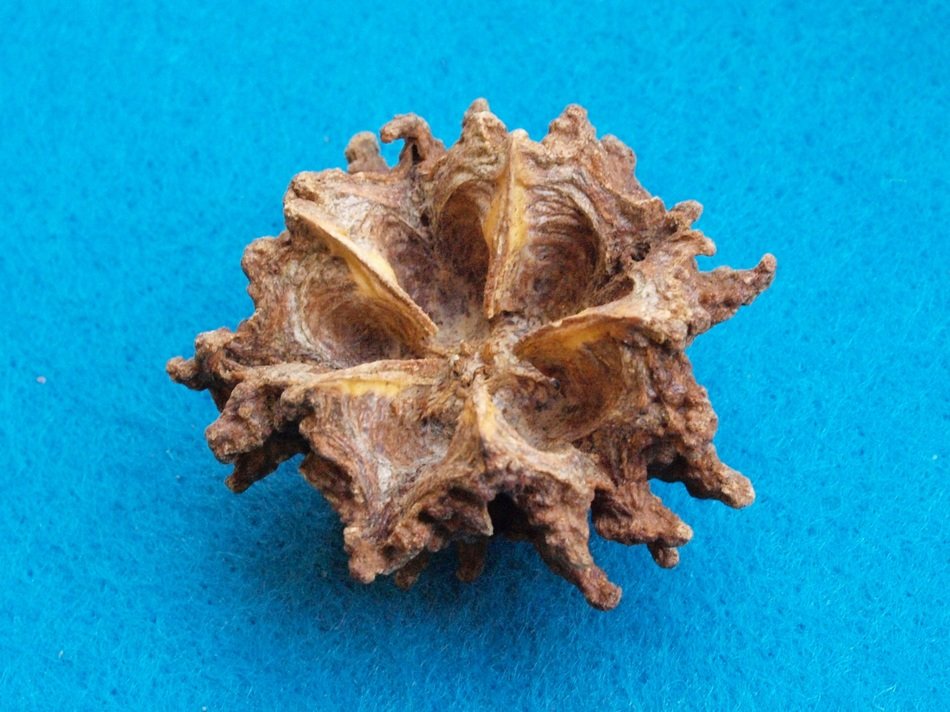 mamoninha oyster fruit