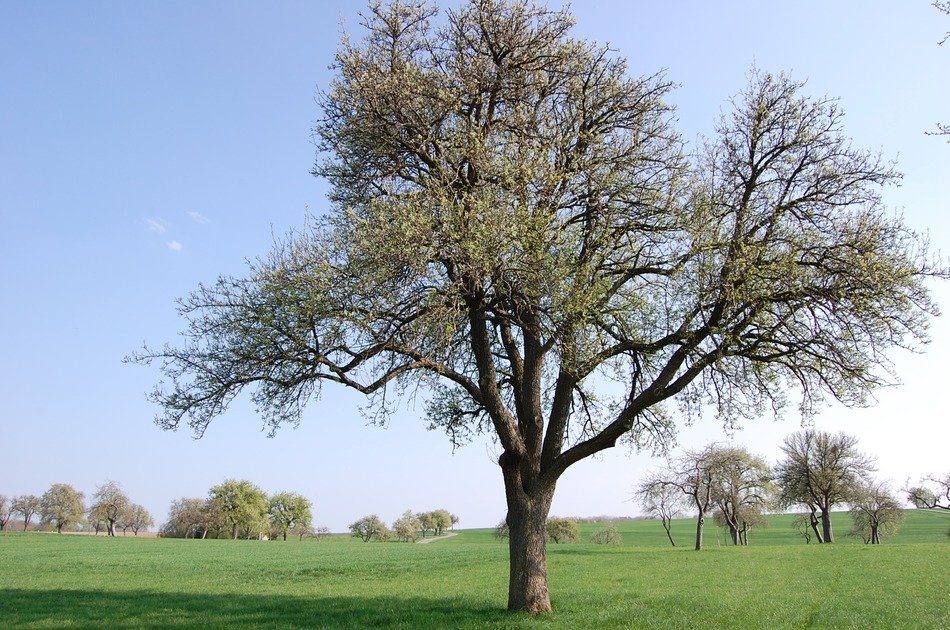 fruit tree on the meadow