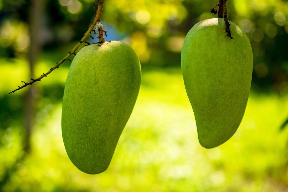 two green mango